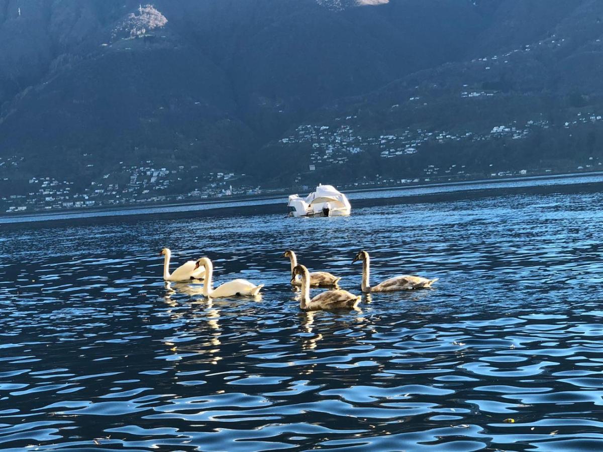 Casa Sibylle Bei Locarno Lejlighed Eksteriør billede