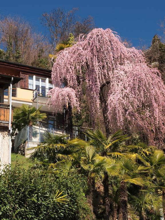 Casa Sibylle Bei Locarno Lejlighed Eksteriør billede